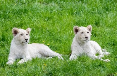 Die kleinen weißen Löwen wurden Ende September 2016 geboren. Foto: Serengeti-Park Hodenhagen