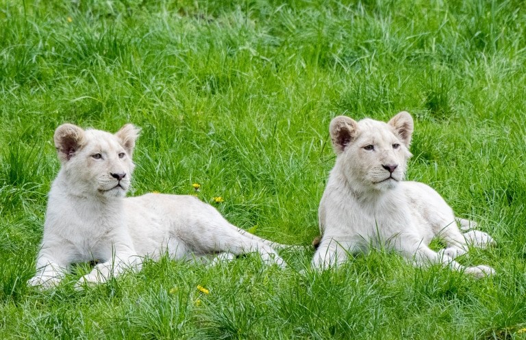 Die kleinen weißen Löwen wurden Ende September 2016 geboren. Foto: Serengeti-Park Hodenhagen