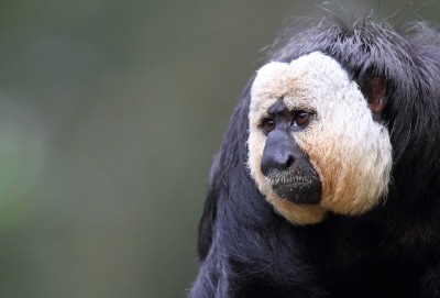 Weißkopfsakimännchen Alvin ist der Vater der beiden jungen Weißkopfsakis Quelle: Serengeti-Park Hodenhagen