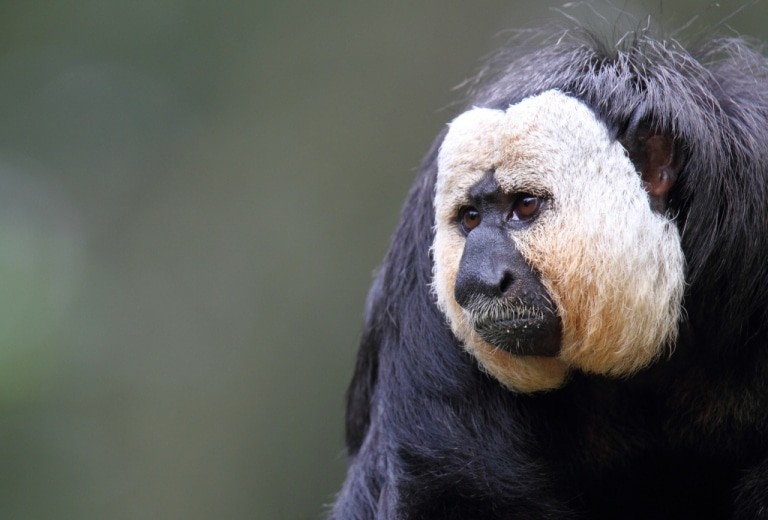 Weißkopfsakimännchen Alvin ist der Vater der beiden jungen Weißkopfsakis Quelle: Serengeti-Park Hodenhagen