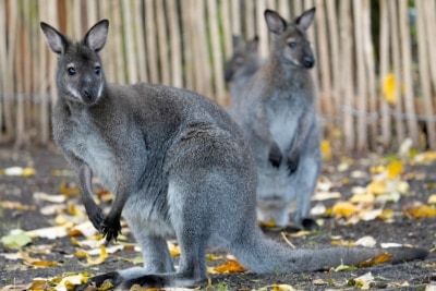Die Neuheiten 2020 im Serengeti-Park Hodenhagen: Bennett-Känguru (begehbares Gehege am Rande der Dschungel-Safari)