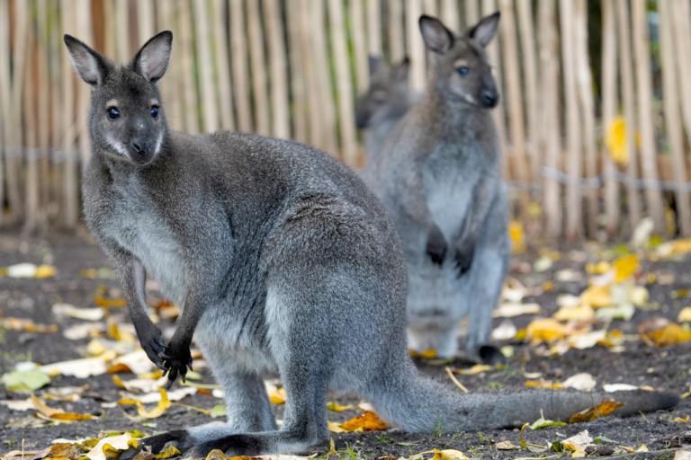 Die Neuheiten 2020 im Serengeti-Park Hodenhagen: Bennett-Känguru (begehbares Gehege am Rande der Dschungel-Safari)