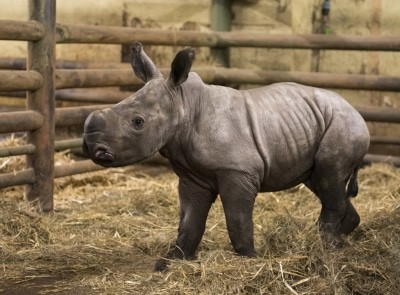 Das Breitmaulnashorn-Mädchen Moana wurde am 26.12.2016 geboren. Foto: Serengeti-Park Hodenhagen