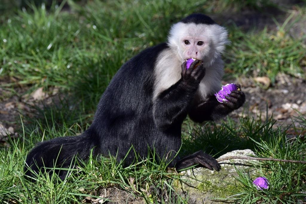 Einige Affenarten im Serengeti-Park sind ganz wild auf hartgekochte Eier! Foto: Serengeti-Park Hodenhagen