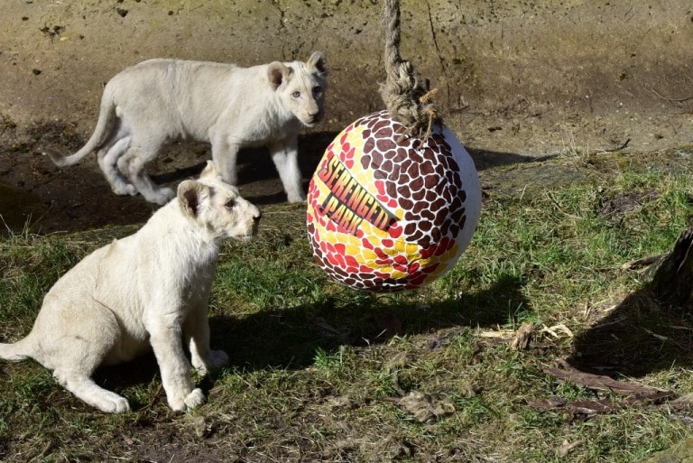 Die Weißen Löwen im Serengeti-Park spielen im Freigehege. Foto: Serengeti-Park Hodenhagen