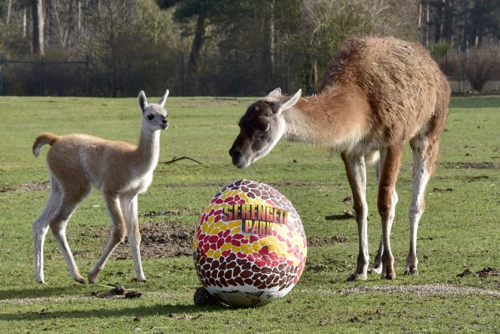 Babyboom im Serengeti-Park - bewundern Sie den niedlichen Nachwuchs! Foto: Serengeti-Park Hodenhagen
