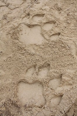 Drachenspuren im Sand auf der Baustelle der Neuheit 2016 Foto: Heide Park Resort, 2016