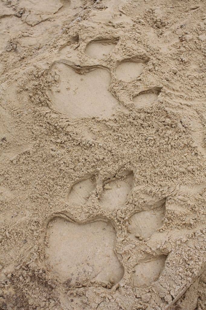 Drachenspuren im Sand auf der Baustelle der Neuheit 2016 Foto: Heide Park Resort, 2016