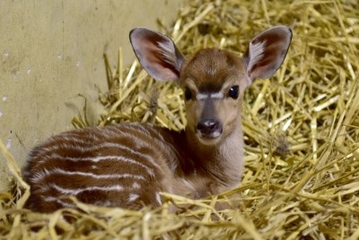 Am 07.01.2017 geboren: Tieflandnyala-Weibchen Nala. Foto: Serengeti-Park Hodenhagen