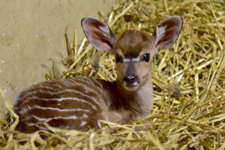 Am 07.01.2017 geboren: Tieflandnyala-Weibchen Nala. Foto: Serengeti-Park Hodenhagen
