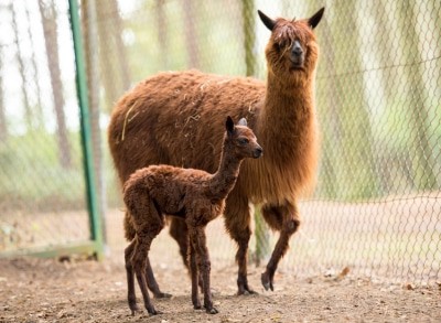 Erster Alpaka-Nachwuchs im Serengeti-Park Hodenhagen geboren Foto: Serengeti-Park Hodenhagen