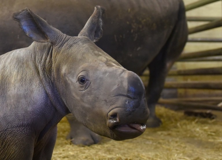"Akono" heißt das Breitmaulnashornjunge - das bedeutet: "Ich bin an der Reihe." Foto: Serengeti-Park Hodenhagen