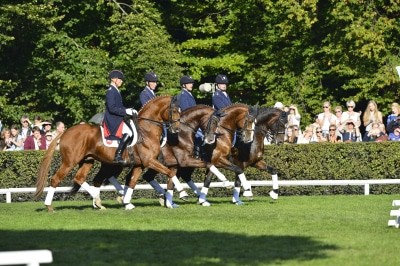Hengstparade im Landgestüt Celle: Dressur in Perfektion Foto: M. Schreiner