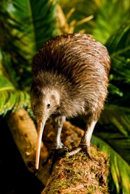 Das erste Ei im neuen Gehege - die Kiwis im Weltvogelpark Walsrode fühlen sich wohl. Foto: Weltvogelpark/JOAO MARCOS ROSA / NITRO