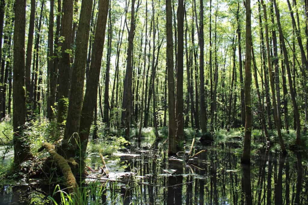 Der Söhlbruch ist ein mystisches Naturschutzgebiet bei Bispingen im Heidekreis. Foto: Naturpark Lüneburger Heide