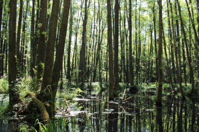 Der Söhlbruch ist ein mystisches Naturschutzgebiet bei Bispingen im Heidekreis. Foto: Naturpark Lüneburger Heide