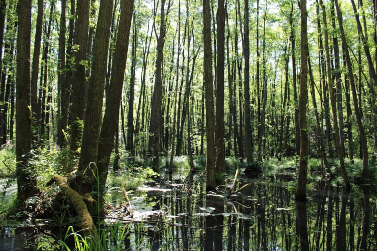 Der Söhlbruch ist ein mystisches Naturschutzgebiet bei Bispingen im Heidekreis. Foto: Naturpark Lüneburger Heide