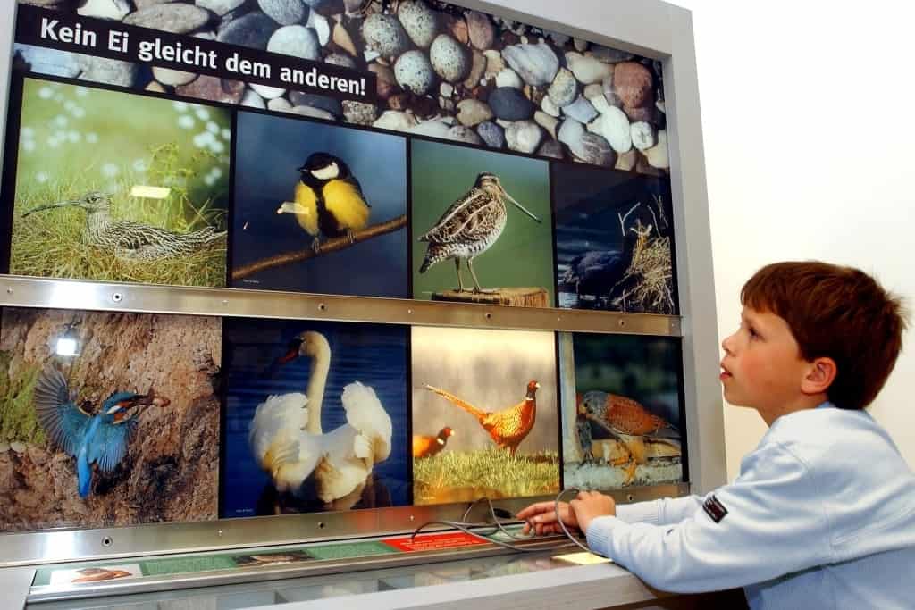 Auf Entdeckungsreise in der Ausstellung des Biosphaeriums Elbtalaue. Foto: Andreas Tamme/Biosphaerium Elbtalaue