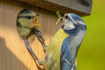 Die Größe des Einfluglochs beim Nistkasten hängt von der Vogelart ab. Für Blaumeisen ideal sind 26 bis 28 Milimeter. Foto: NABU/Rita Priemer