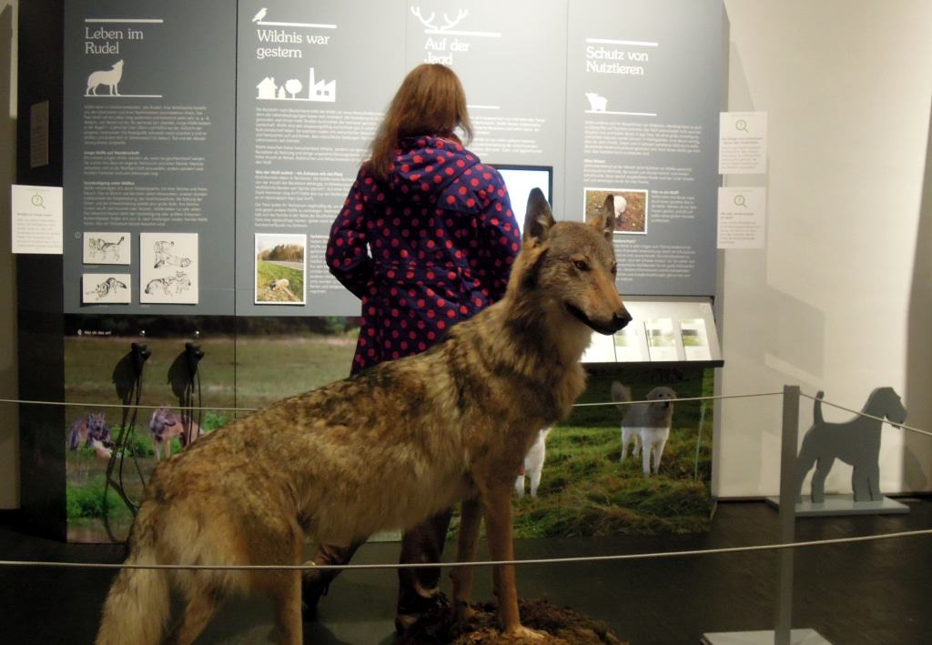Eine Besucherin in der neu eröffneten Wanderausstellung – das Tierpräparat des Wolfes MT6, gemeinhin auch „Kurti“ genannt, im Vordergrund
