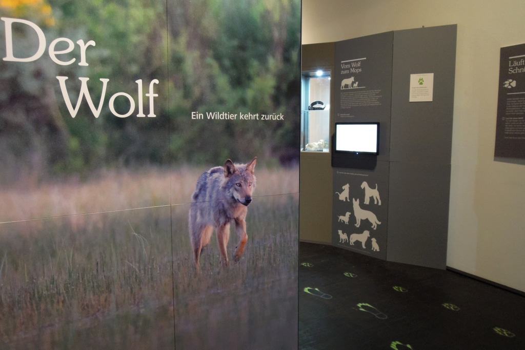 In der Wanderausstellung „Der Wolf. Ein Wildtier kehrt zurück“ sind Kinder und Erwachsene eingeladen in die Welt dieser faszinierenden Wildtiere einzutauchen