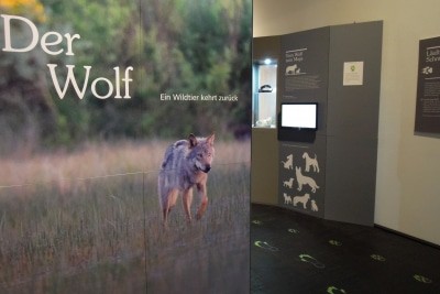 In der Wanderausstellung „Der Wolf. Ein Wildtier kehrt zurück“ sind Kinder und Erwachsene eingeladen in die Welt dieser faszinierenden Wildtiere einzutauchen