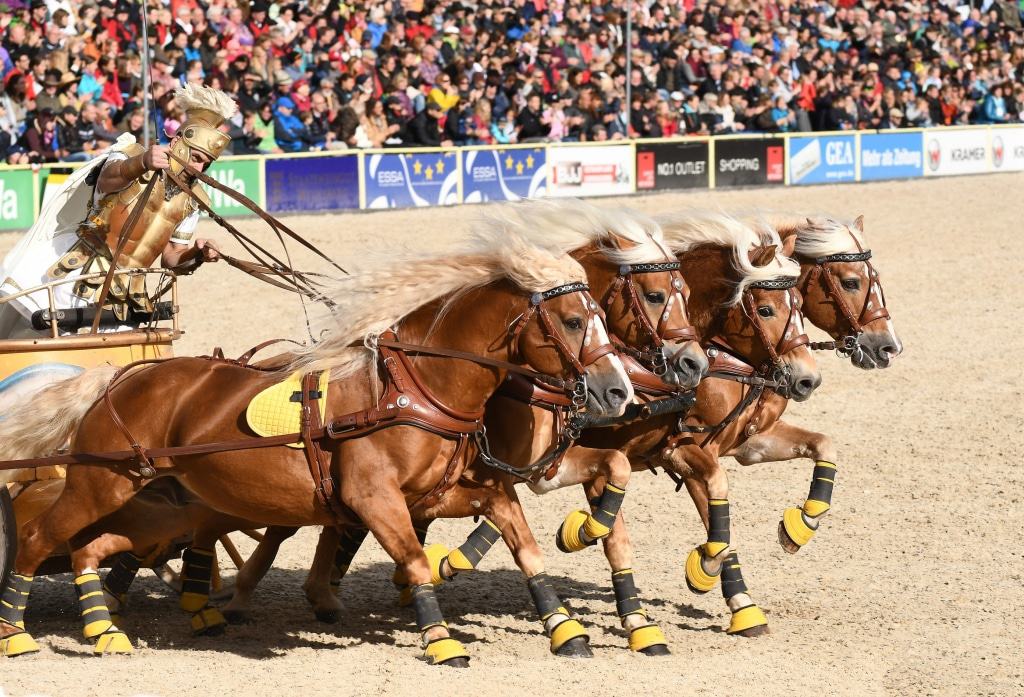 Hengstparade im Landgestüt Celle: Claus Luber mit seinen Edelbuthaflingern und der schnellsten Quadriga Europas