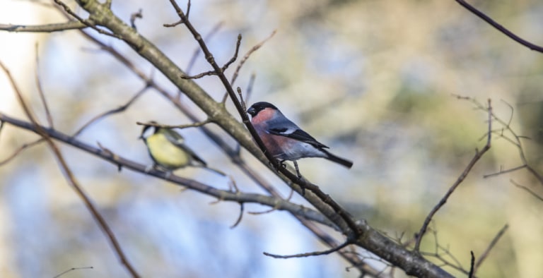 Dompfaff und Kohlmeise im Hintergrund Foto: Niedersächsische Landesforsten