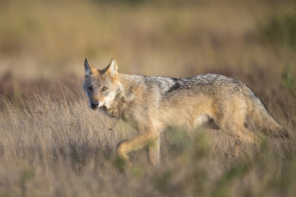 Wolf, Foto: Jürgen Borris
