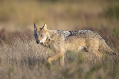 Wolf, Foto: Jürgen Borris