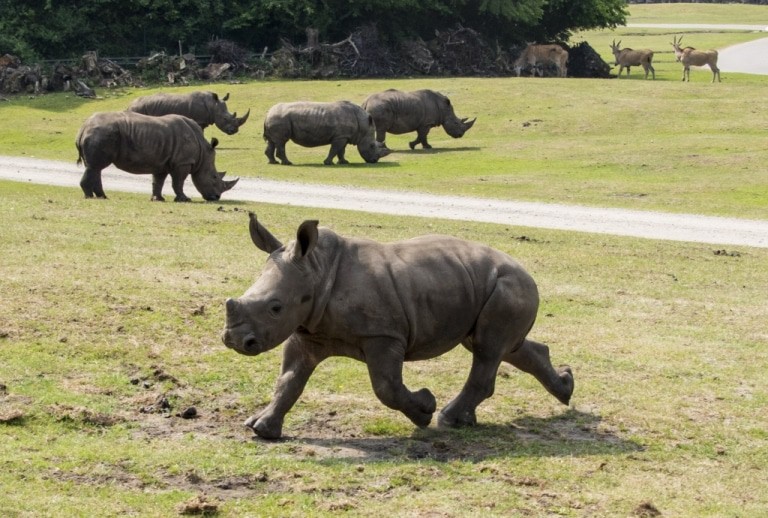 Tayo flitze die Hügel in der Freianlage auf und ab. Foto: Serengeti- Park Hodenhagen