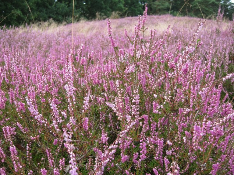 Farbvielfalt von blühender Besenheide (Calluna vulgaris)