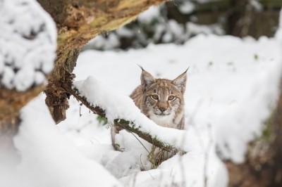 Luchs-Kater „Legolas“ erlebt den ersten Winter seines Lebens im Wildpark Lüneburger Heide. Foto: Wildpark/Thomas Ix