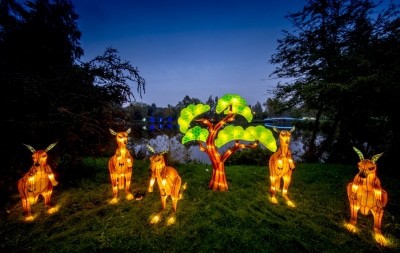 Kängurus - Lichtersafari 2017 - Foto: Serengeti-Park Hodenhagen