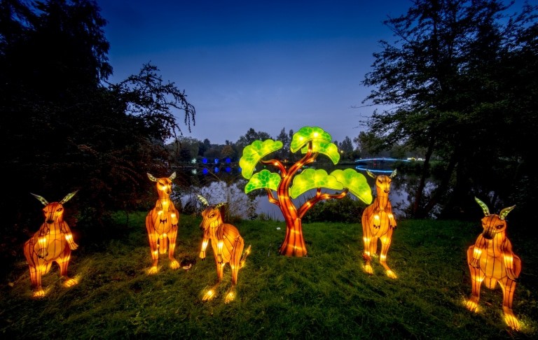 Kängurus - Lichtersafari 2017 - Foto: Serengeti-Park Hodenhagen