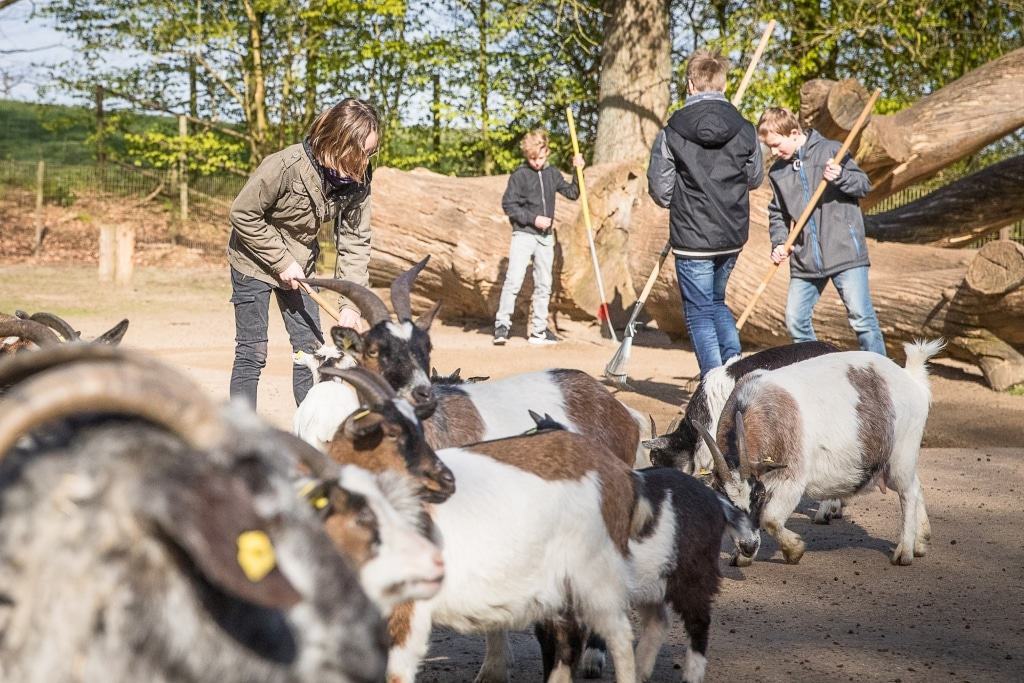 Beim Kinder-Aktionstag „Frühjahrsputz im Wildpark“ ist anpacken angesagt. Die Ziegen freuen sich über ein gepflegtes Gehege. Foto: Wildpark/Thomas Ix