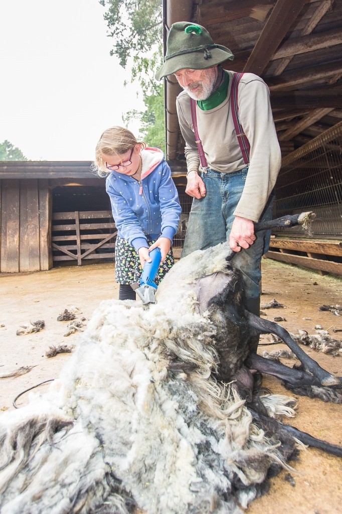 Kult-Schäfer Günter Garbers lässt auch mal die Kinder ran, wenn es beim Schafschur- und Imkerfest den Heidschnucken an die Wolle geht. Foto: Wildpark/Thomas Ix