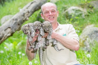 So sieht ein glücklicher Tierpﬂeger aus: Jens Pradel mit den drei Schneeleoparden-Kätzchen. Foto: Wildpark/Thomas Ix