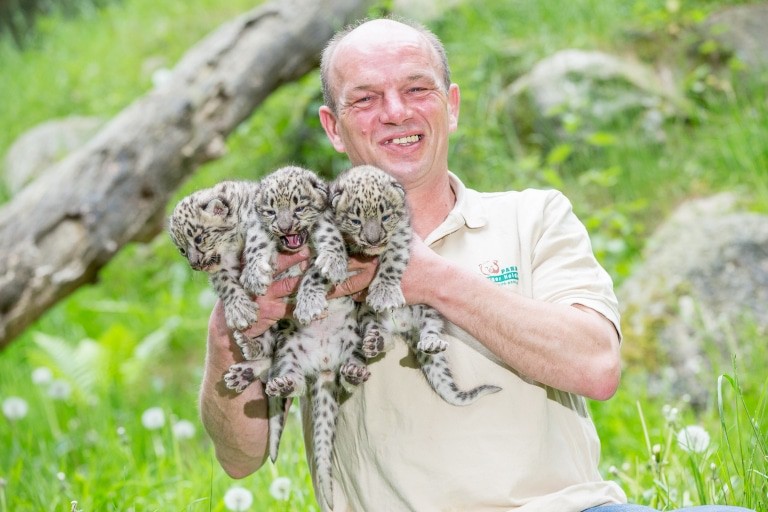So sieht ein glücklicher Tierpfleger aus: Jens Pradel mit den drei Schneeleoparden-Kätzchen. Foto: Wildpark/Thomas Ix