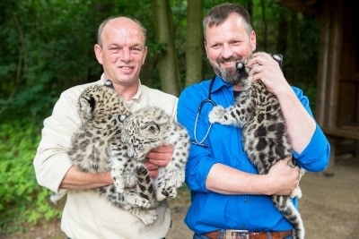 Auch für einen erfahrenen Tierarzt nicht alltäglich: Jörg Kaling (rechts) und Jens Pradel mit den prächtigen Schneeleoparden-Katzen. Foto: Wildpark/Thomas Ix