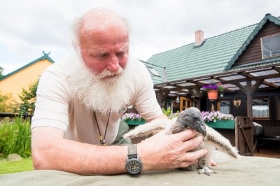 Teilt sein Zuhause mit dem jungen Kondor-Weibchen: Wildpark-Falkner Lothar Askani. Foto: Wildpark/Thomas Ix