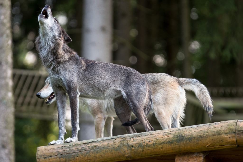 Ein mystischer Augenblick, wenn die Wölfe anfangen zu heulen und sich der Klang im ganzen Wildpark verbreitet. Foto: Thomas Ix