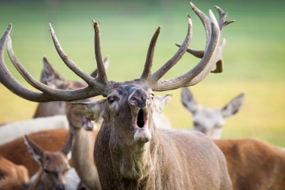 Der Hirsch lässt keinen Zweifel daran, wer im Rudel den Ton angibt. Foto: Wildpark/Thomas Ix