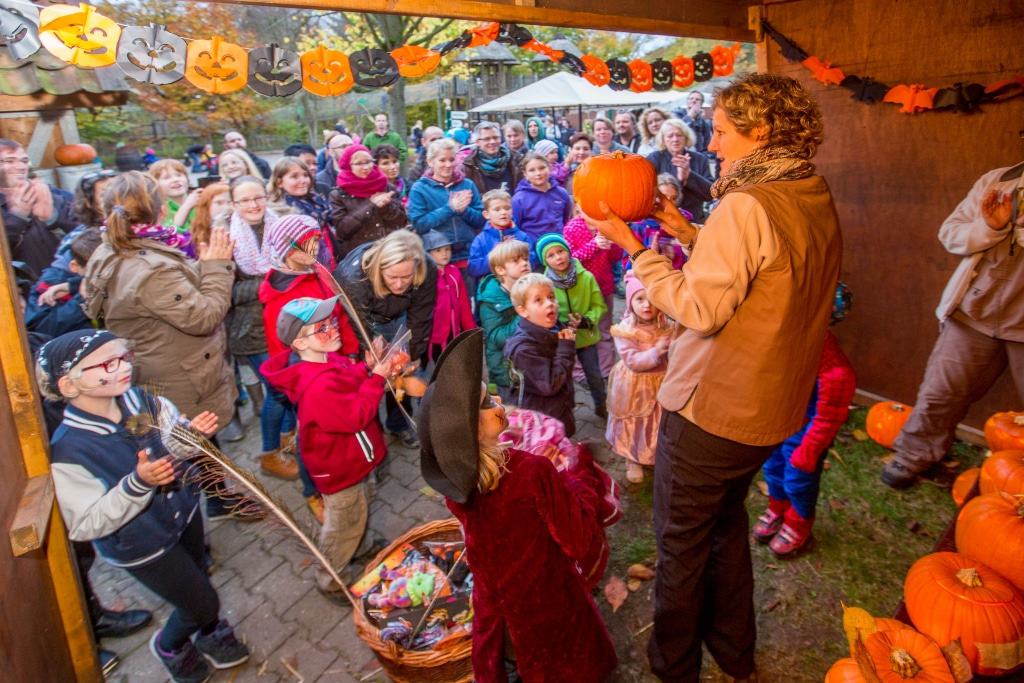 Wer hat den schönsten, gruseligsten oder originellsten Kürbis geschnitzt? Beim Halloween-Familienfest werden die besten Kürbisse prämiert. Foto: Wildpark/Thomas Ix
