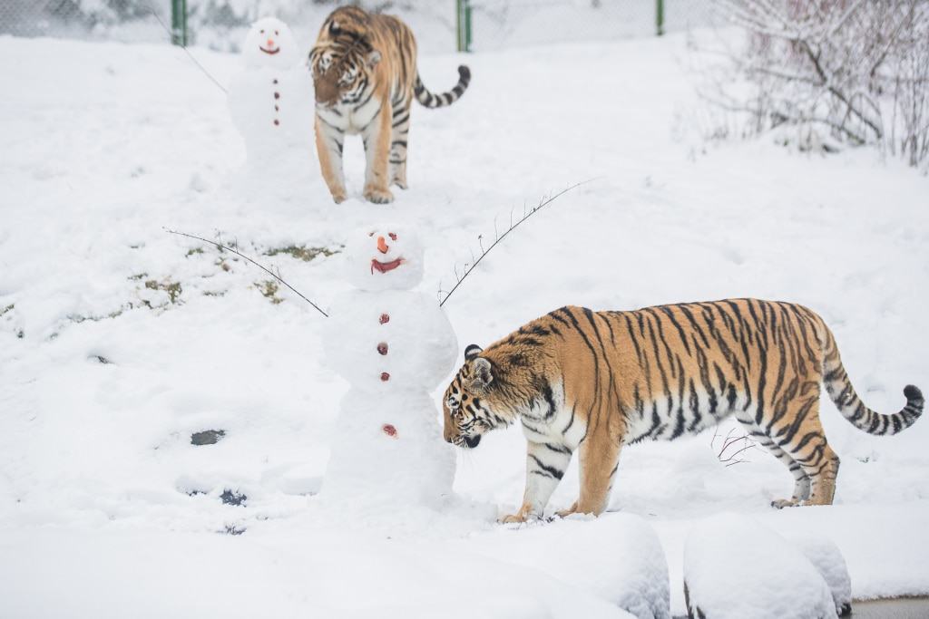 Die sibirischen Tiger „Ronja“ (vorn) und „Alex“ nähern sich den Eindringlingen sehr vorsichtig. Foto: Wildpark/Thomas Ix