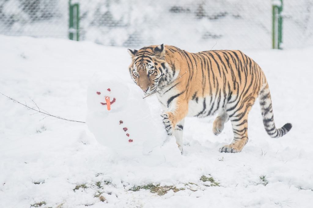 "Ronja" ist mutikg, wirft den Schneemann um... Foto: Wildpark/Thomas Ix