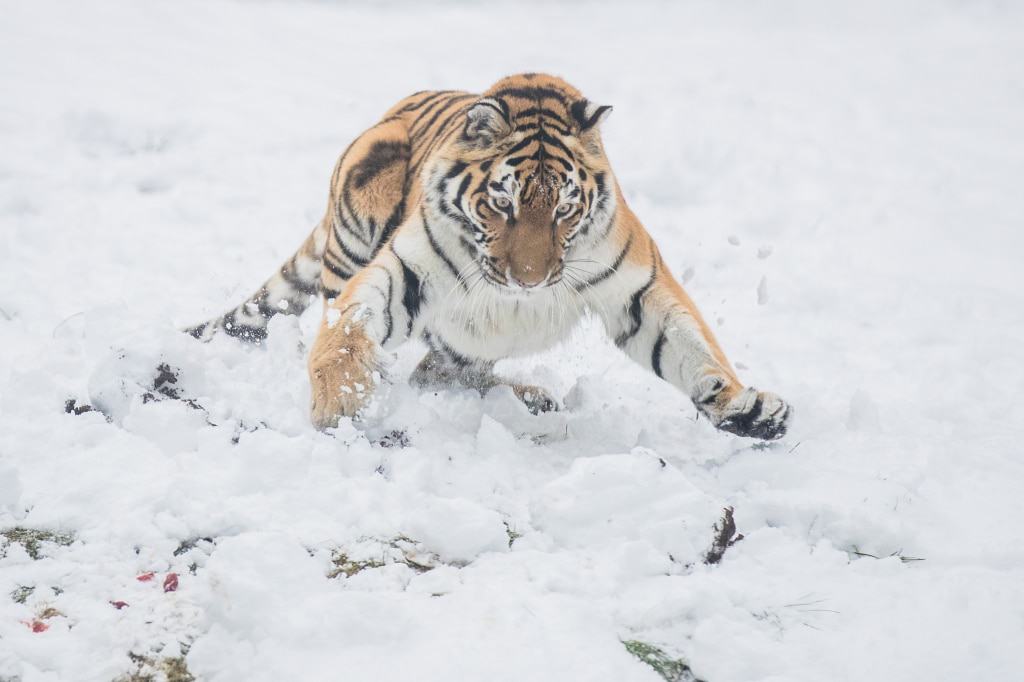 … und gibt ihm mit ein Paar gezielten Prankenhieben den Rest. Foto: Wildpark/Thomas Ix