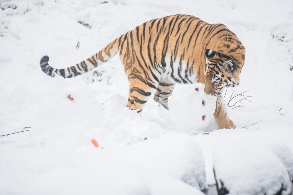 Jetzt, wo die Gefahr gebannt ist, kann „Ronja“ sich den kleinen Leckereien, die im Schneemann versteckt sind, widmen… Foto: Wildpark/Thomas Ix