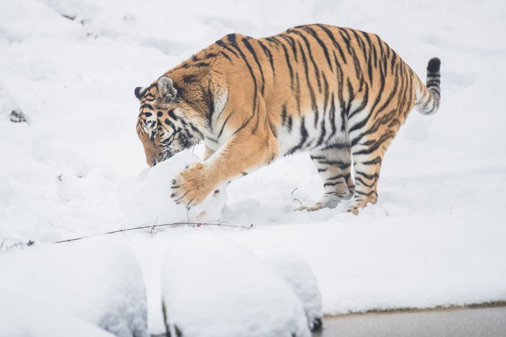… und lässt es sich genüsslich schmecken. Foto: Wildpark/Thomas Ix