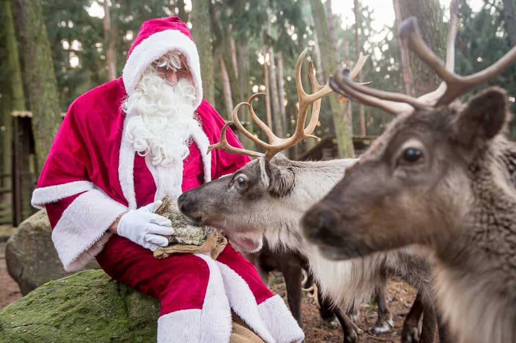 Für die Rentiere gibt’s noch eine Extra-Portion Moos zur Stärkung, bevor sie mit dem Schlitten des Weihnachtsmanns abheben. Foto: Wildpark/Thomas Ix